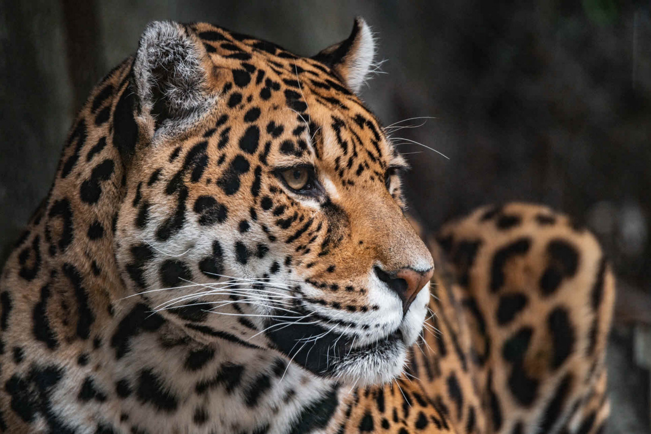World Jaguar Day around the world in 2023 | There is a Day for that!
