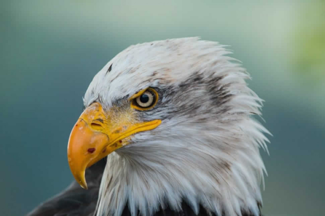 NATIONAL AMERICAN EAGLE DAY - June 20, 2024 - National Today