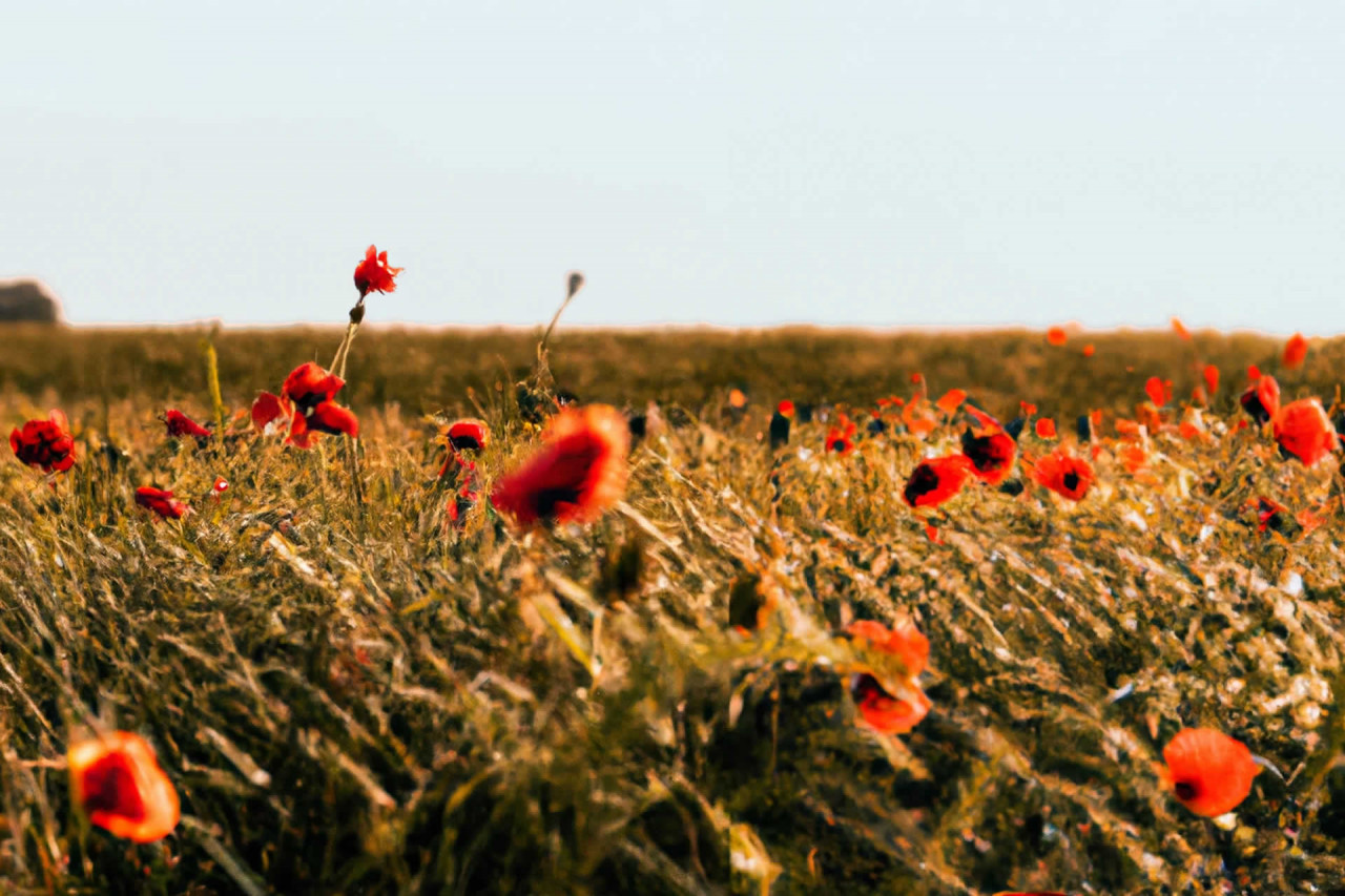 May 26, National Poppy Day