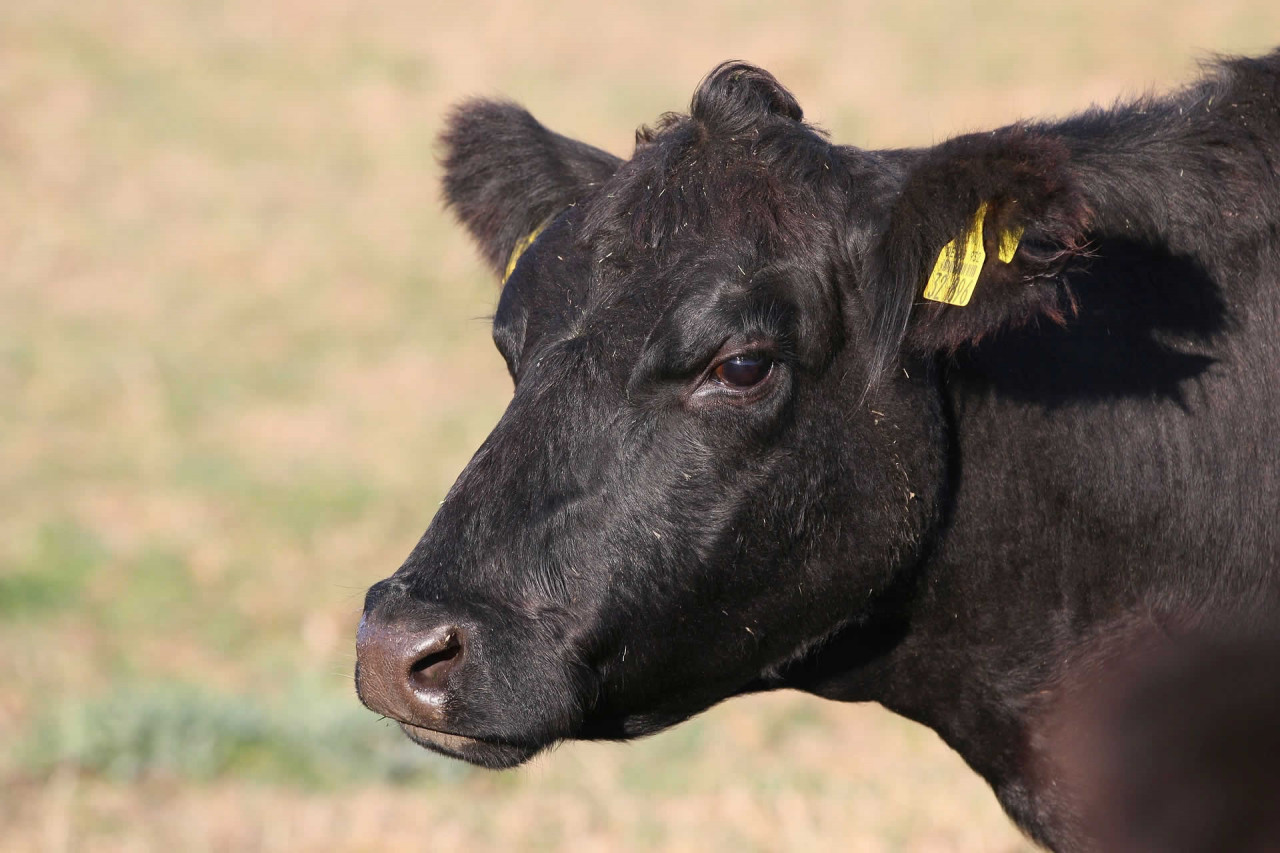 National Black Cow Day Images All About Cow Photos