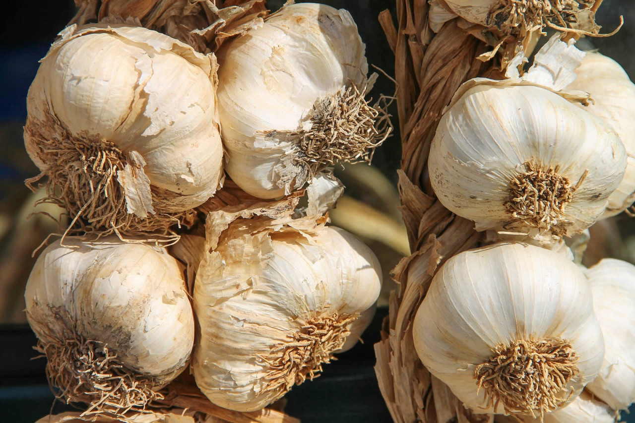 National Garlic Day in USA in 2023 | There is a Day for that!