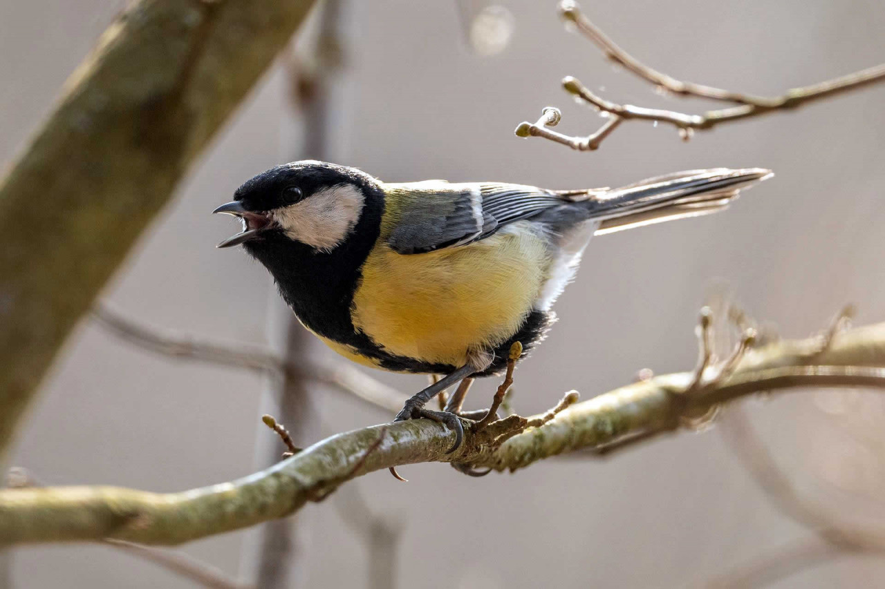 International Dawn Chorus Day around the world in 2025 | There is a Day for  that!