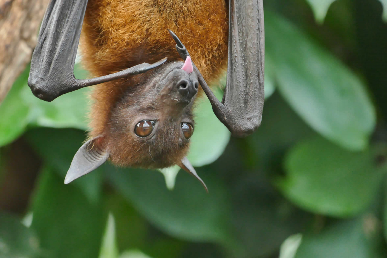 National Bat Appreciation Day: Why bats are good?