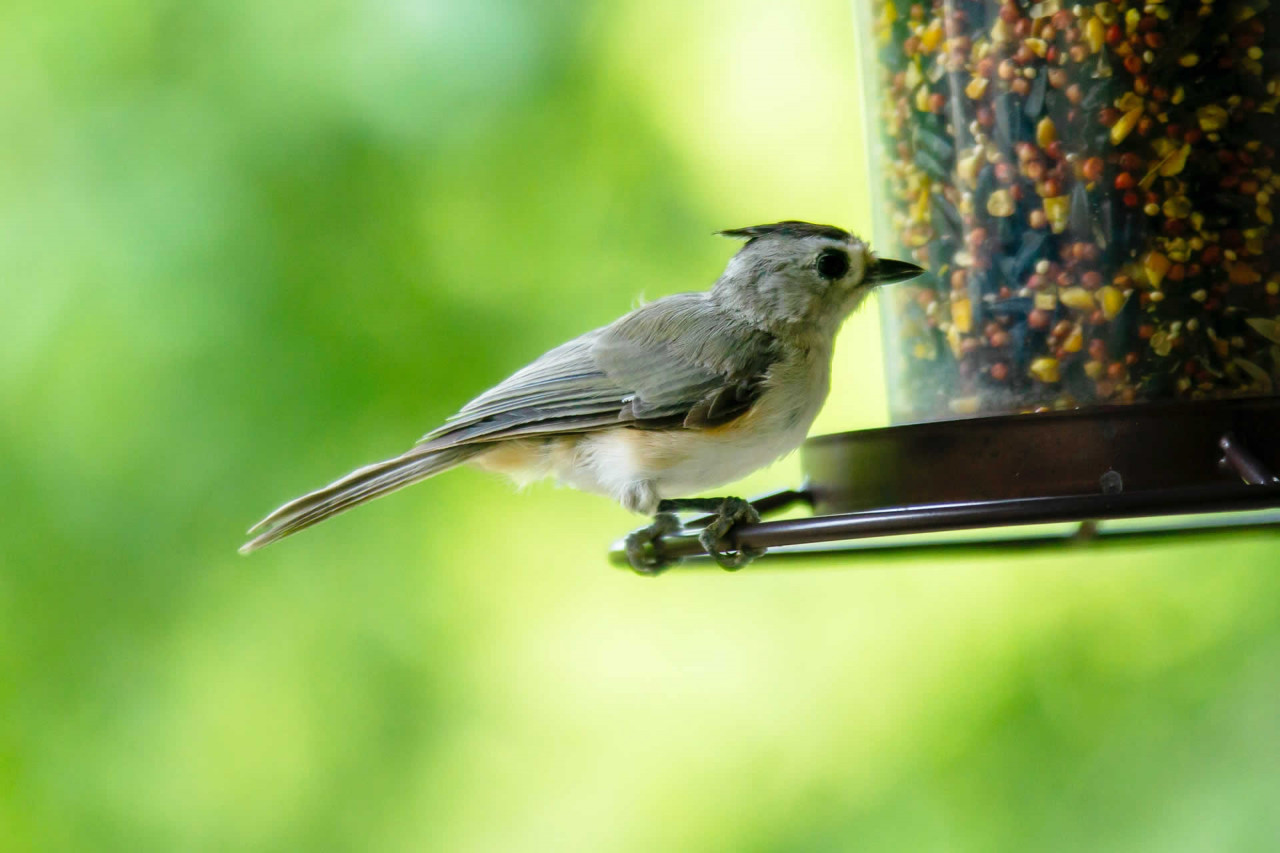 national wild bird feeding month