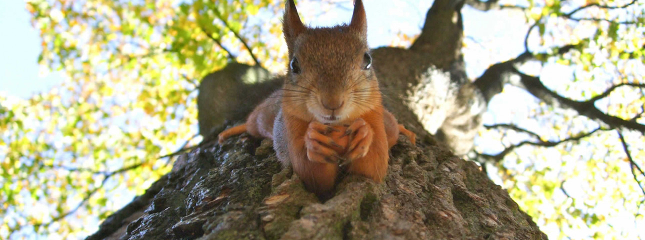 squirrel-toimetaja-tolkeburoo-qyt0cPByJj