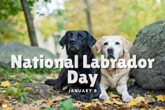 National Labrador Day