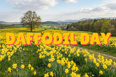 Daffodil Day