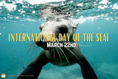 International Day of The Seal