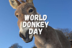 World Donkey Day