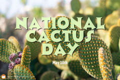 National Cactus Day