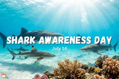 Shark Awareness Day