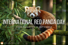 International Red Panda Day