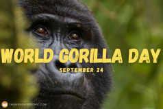 World Gorilla Day
