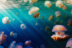 National Jellyfish Day