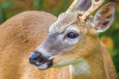 Key Deer Awareness Day