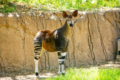 World Okapi Day