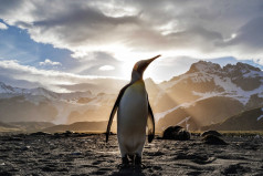 World Penguin Day
