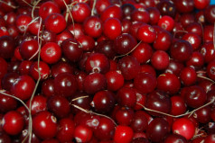 National Cranberry Relish Day