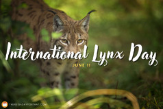 International Lynx Day