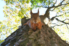 Squirrel Appreciation Day