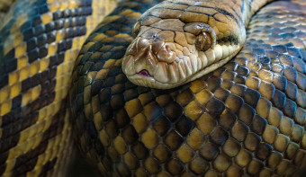 Read more about World Snake Day