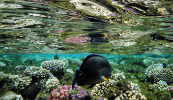 Read more about World Reef Day