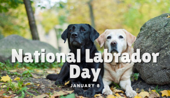 National Labrador Day