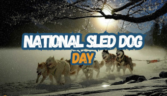 National Sled Dog Day