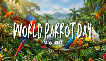 Read more about World Parrot Day
