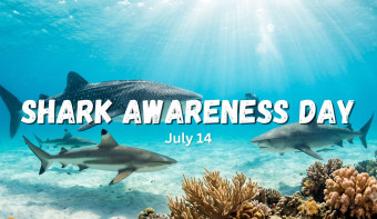Read more about Shark Awareness Day
