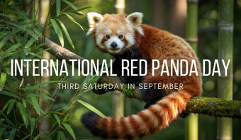 Read more about International Red Panda Day