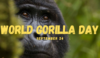 Read more about World Gorilla Day