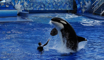 Read more about National Shamu the Whale Day