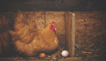 Read more about National Poultry Day