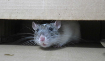 Read more about World Rat Day