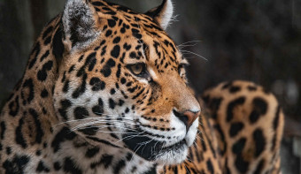 World Jaguar Day