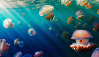 Read more about National Jellyfish Day