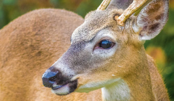Key Deer Awareness Day
