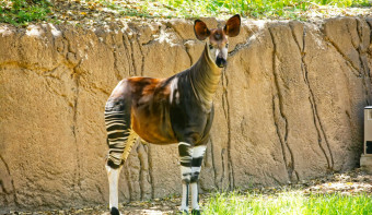 Read more about World Okapi Day