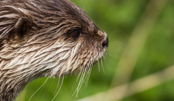 Read more about World Otter Day