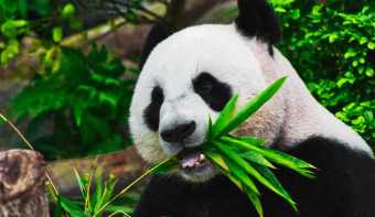 Read more about National Panda Day