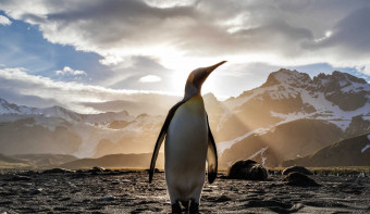 Read more about World Penguin Day
