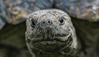 Read more about World Turtle Day