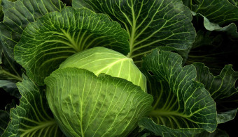Read more about National Cabbage Day