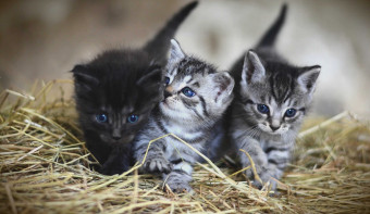 Read more about Cat Herders Day