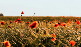 Read more about National Poppy Day

