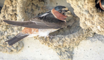 Read more about Swallows Depart from San Juan Capistrano Day