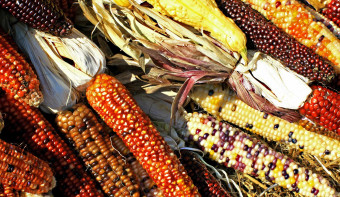 Read more about Maize Day