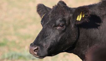 Read more about National Black Cow Day