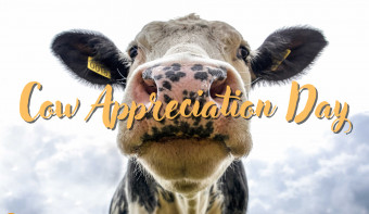 Read more about Cow Appreciation Day